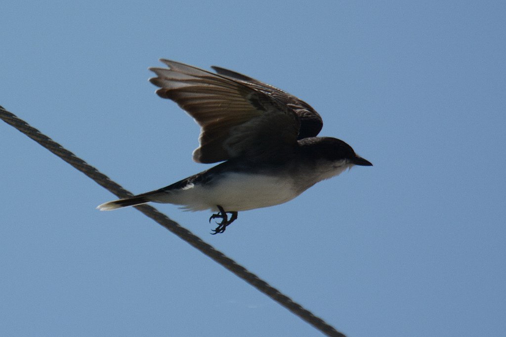 Kingbird, Eastern, 2014-05173632 Reed's Beach, NJ.JPG - Eastern Kingbird. Reed's Beach, NJ, 5-17-2014